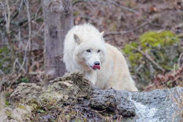Arctic wolf (Canis lupus arctos), one animal, drinking, creek, water, forest, side view, captive