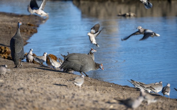Helmeted guinea fowl (Numida meleagris), drinking at a waterhole, Savuti, Chobe National Park, Botswana
