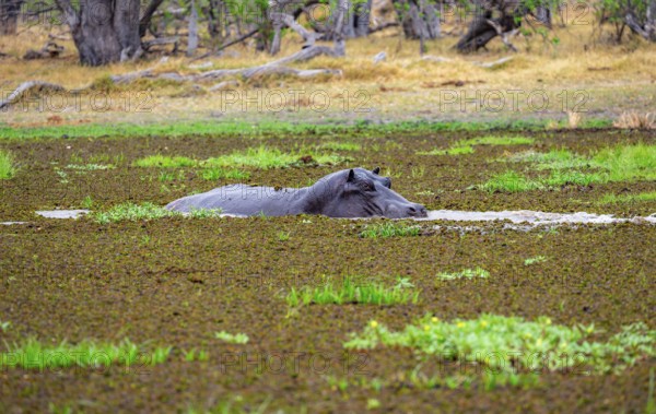 Hippopotamus (Hippopatamus amphibius), in a lake densely overgrown with aquatic plants, Okavango Delta, Moremi Game Reserve, Botswana