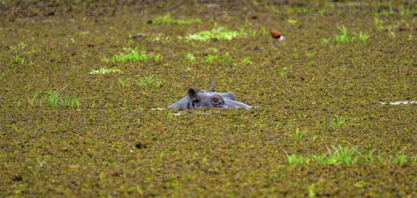 Hippopotamus (Hippopatamus amphibius), only the head looks out of the water, in a lake densely overgrown with aquatic plants, Okavango Delta, Moremi Game Reserve, Botswana