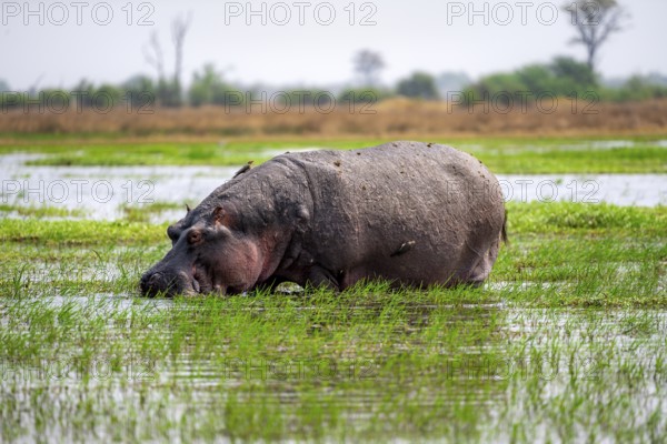 Hippopotamus (Hippopatamus amphibius), grazing in the shallow water of a lake, Okavango Delta, Moremi Game Reserve, Botswana