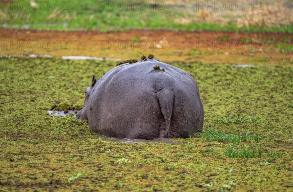 Hippopotamus (Hippopatamus amphibius), from behind, in a lake densely overgrown with aquatic plants, Okavango Delta, Moremi Game Reserve, Botswana