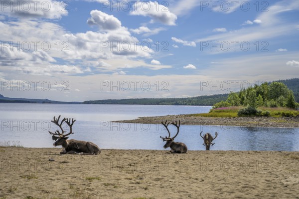 Panoramic view of reindeer (Rangifer tarandus) on the lakeshore with a small island and wide sky, Lofsdalen, Jämtlands län, Sweden