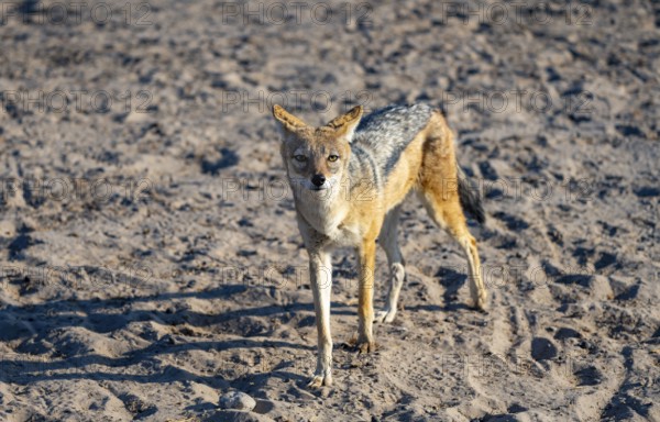Black-backed jackal (Canis mesomelas), at the waterhole, Savuti, Chobe National Park, Botswana
