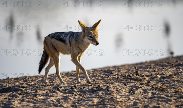 Black-backed jackal (Canis mesomelas), at the waterhole, in the evening light, Savuti, Chobe National Park, Botswana