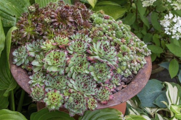 Sedum species in an iron bowl, North Rhine-Westphalia, Germany