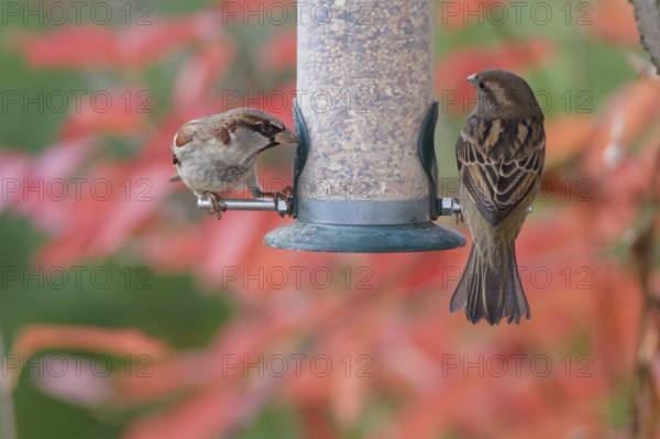 Sparrow eating seeds from a feeder. seasonal bird feeding. Bad Salzschlirf, Hessen, Germany
