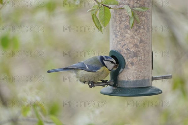 Blue tit (Cyanistes caeruleus) eating seeds from a feeder. seasonal bird feeding. Bad Salzschlirf, Hessen, Germany