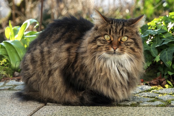 Cat, Norwegian Forest Cat, Baden-Württemberg, Germany