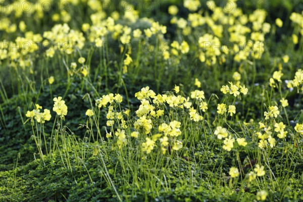 Carpet of flowers, yellow flower meadow in winter, Bermuda buttercup (Oxalis pes-caprae), Segesta, Calatafimi, Trapani province, north-west, Sicily, southern Italy, Italy
