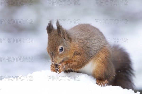 Red squirrel (Sciurus vulgaris) adult animal feeding on a nut in a snow covered woodland in winter, England, United Kingdom
