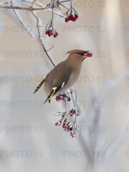Waxwing (Bobycilla garrulus) eating berries of snowball (Viburnum opulus), hoarfrost, winter, winter visitor, Upper Bavaria, Germany