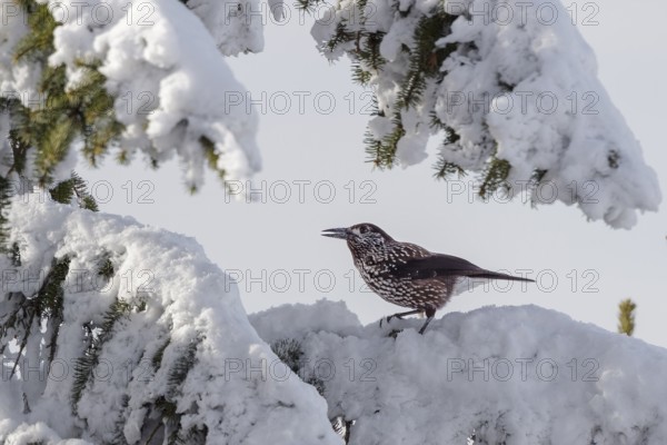 Nutcracker (Nucifraga caryocatactes), on snow-covered spruce in winter, Upper Bavaria, Germany