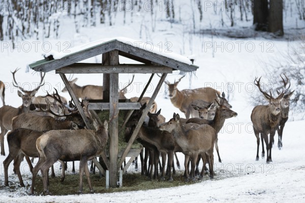 Red deer (Cervus elaphus) at feeding trough, game feeding in winter with snow, Upper Bavaria, Germany