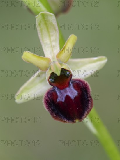 Spider orchid (Ophrys sphecodes), single flower, close-up, Pupplinger Au, Isar floodplain, Upper Bavaria, Germany