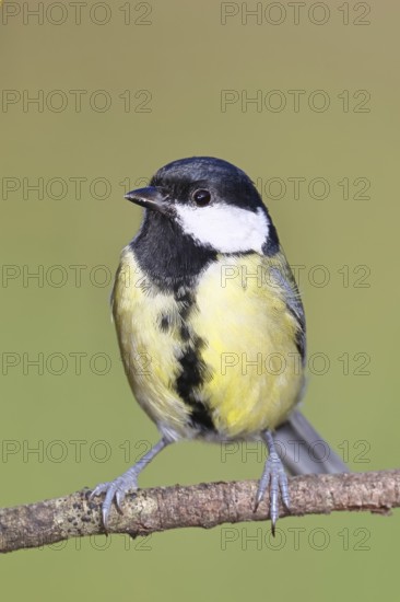 Great tit (Parus major), sitting on a branch, Wilnsdorf, North Rhine-Westphalia, Germany