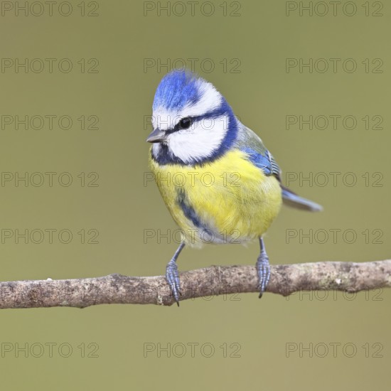 Blue tit (Parus caeruleus), sitting on a branch, Wilnsdorf, North Rhine-Westphalia, Germany