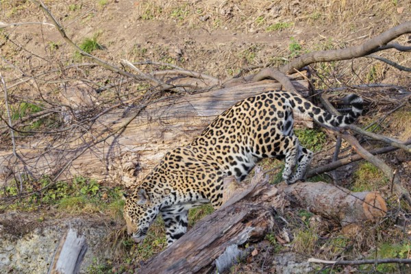 An adult jaguar (Panthera onca) runs across a dry meadow on a sunny day, with rotting tree trunks lying on the ground in hilly terrain. Captive