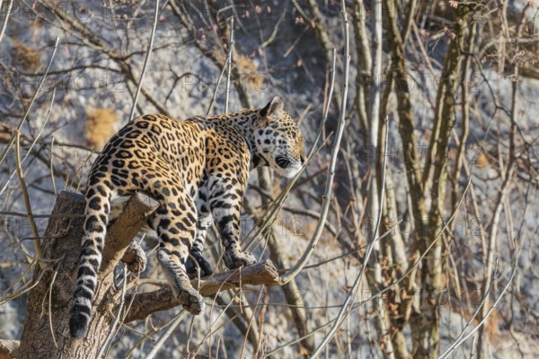 An adult jaguar (Panthera onca) stands high up in a tree on a sunny day in hilly terrain. Captive