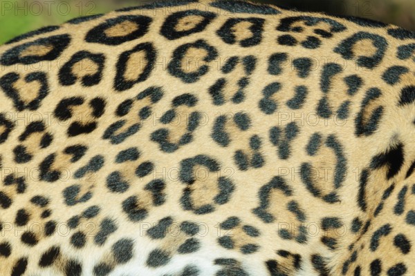 Pattern of a jaguar (Panthera onca) fur