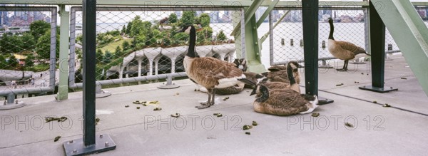 Pier 57 Rooftop Park Pier 57, New York, USA