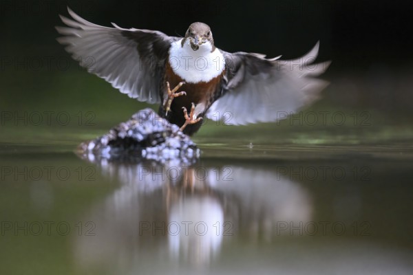 White-throated White-throated Dipper (Cinclus cinclus) in the air over water with prey in its beak, reflection visible, Lower Saxony, Germany