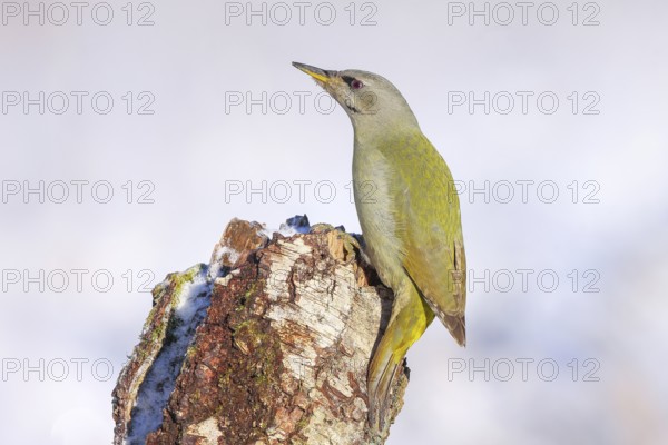 Grey-headed woodpecker (Picus canus), or lesser spotted woodpecker, female on a birch tree, wildlife, woodpeckers, bird, nature photography, winter, light background, snow, Neunkirchen, Siegerland, North Rhine-Westphalia, Germany