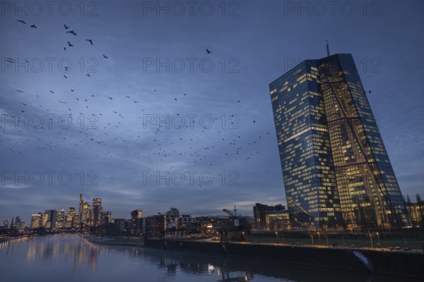 A flock of birds flies in the evening from the European Central Bank (ECB) towards the Frankfurt banking skyline, Osthafen, Frankfurt am Main, Hesse, Germany