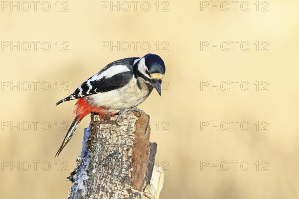 Great spotted woodpecker (Dendrocopus major), male, foraging on dead wood of a common birch (Betula pendula), wildlife, woodpeckers, nature photography, autumn, Wilnsdorf, North Rhine-Westphalia, Germany