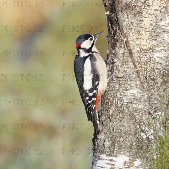 Great spotted woodpecker (Dendrocopus major), male, foraging on the trunk of a common birch (Betula pendula), wildlife, woodpeckers, nature photography, autumn, Wilnsdorf, North Rhine-Westphalia, Germany