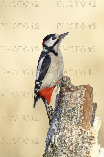 Great spotted woodpecker (Dendrocopus major), male, foraging on dead wood of a common birch (Betula pendula), wildlife, woodpeckers, nature photography, autumn, Wilnsdorf, North Rhine-Westphalia, Germany