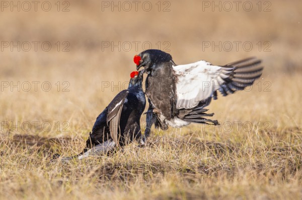 Black grouse (Lyrurus tetrix), black grouse courtship in Sweden, Fågelsjö, Gävleborgs län, Sweden