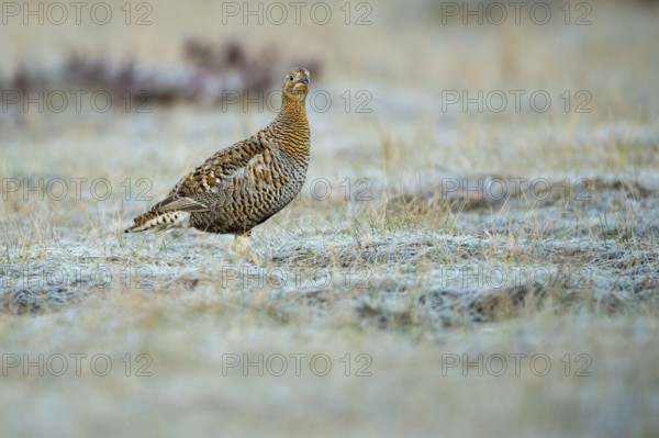 Black grouse (Lyrurus tetrix), female, black grouse courtship in Sweden, Fågelsjö, Gävleborgs län, Sweden