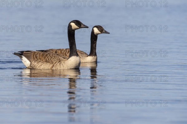 Canada goose (Branta canadensis) at a lake, Fågelsjö, Gävleborgs län, Sweden