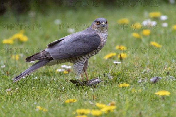 Sparrowhawk (Accipiter nisus) plucking prey, Vechta, Lower Saxony, Germany