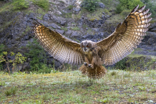Eurasian Eagle-owl (bubo bubo) flying, Gerolstein, Rhineland-Palatinate, Germany