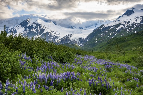 Picturesque landscape on the Richardson Highway, blooming Alaskan lupines (Lupinus nootkatensis), mountain peak with glacier Worthington Glacier in the background, Chugach Mountains, Alaska, USA