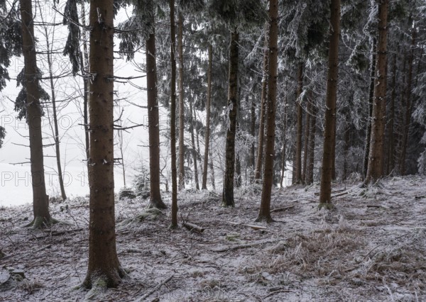 Winter landscape, forest covered with hoarfrost, Mondseeland, Salzkammergut, Upper Austria, Austria