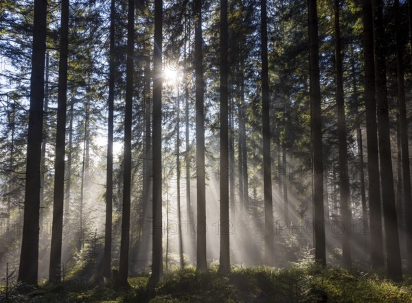 Picea abies, spruce forest in morning fog with sunrays, autumn forest, Mondseeland, Salzkammergut, Upper Austria, Austria