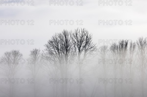 Autumn landscape, bare trees rising from the fog, inversion weather, Mondseeland, Salzkammergut, Upper Austria, Austria