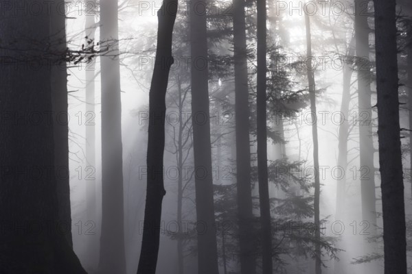 Tree trunks in morning fog with sunbeams, autumn forest, Mondseeland, Salzkammergut, Upper Austria, Austria