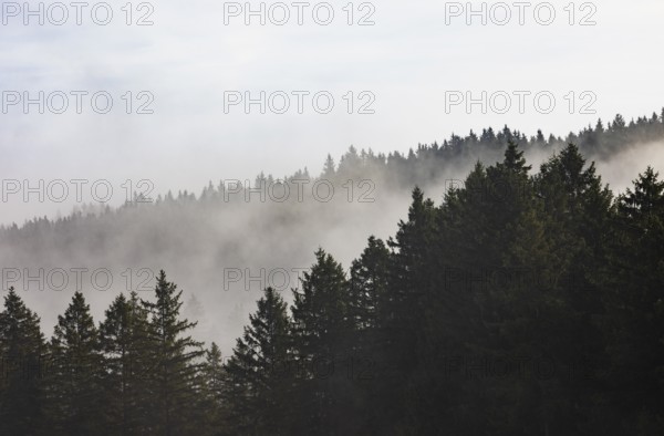 Autumn landscape, coniferous forest in morning fog, Mondseeland, Salzkammergut, Upper Austria, Austria