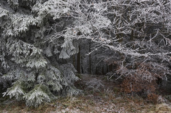 Winter forest, deciduous trees and conifers covered with hoarfrost, Mondseeland, Salzkammergut, Upper Austria, Austria