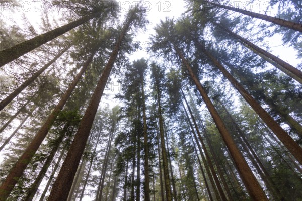 Looking up into the crowns of a spruce forest, Mondseeland, Salzkammergut, Upper Austria, Austria