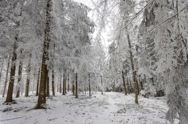 Winter landscape, forest covered with hoarfrost, Mondseeland, Salzkammergut, Upper Austria, Austria