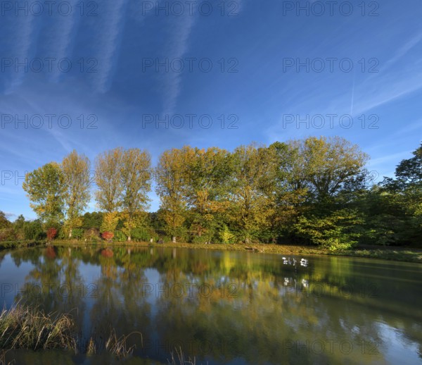 Autumnal poplars (Populus) in front of a carp pond, Beerbach, Middle Franconia, Bavaria, Germany
