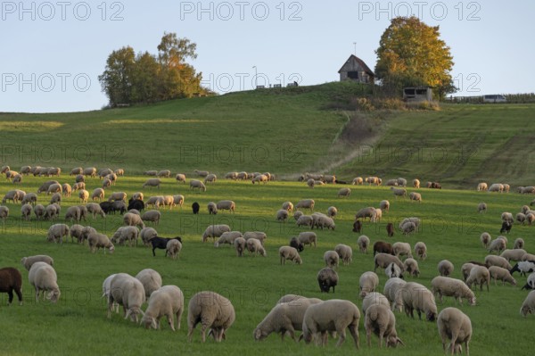 Flock of sheep (Ovis gmelini aries) grazing in a meadow, Beerbach, Middle Franconia, Bavaria, Germany