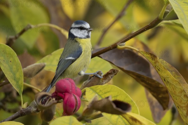 Blue tit (Cyanistes caeruleus) adult garden bird on a magnolia tree with autumn colour leaves, England, United Kingdom