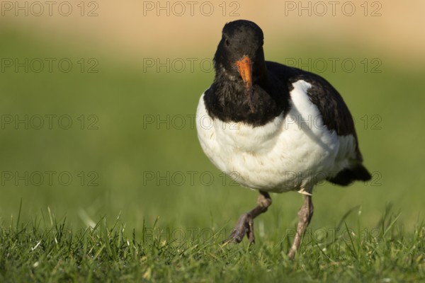 Eurasian oystercatcher (Haematopus ostralegus) adult wader bird on grassland, England, United Kingdom