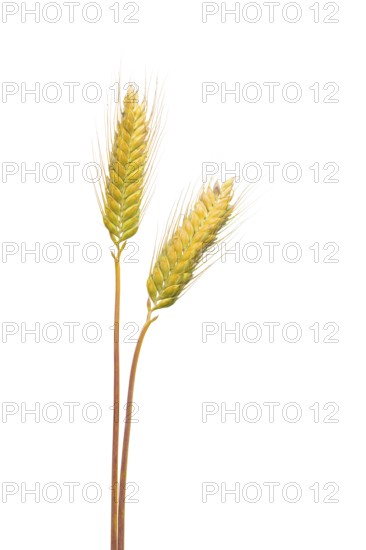 Macha wheat, grain, exempted, Dinklage, Lower Saxony, Germany